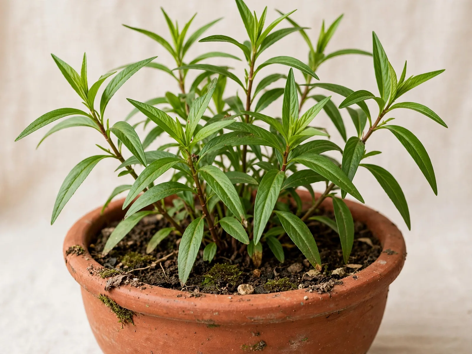 Vietnamese coriander (rau ram) growing in a terracotta pot