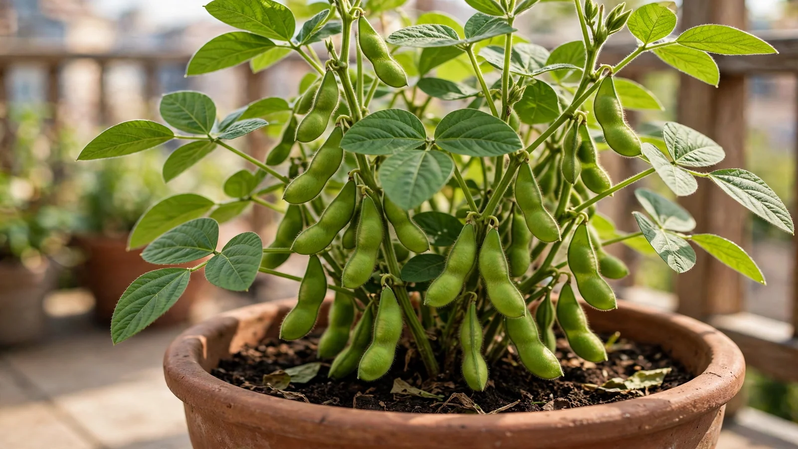Edamame soybean plant with plump green pods growing in a terracotta container on a sunny balcony